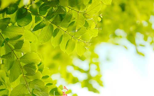 四川成都國際高中什么時候招生，怎么準(zhǔn)備招生考試